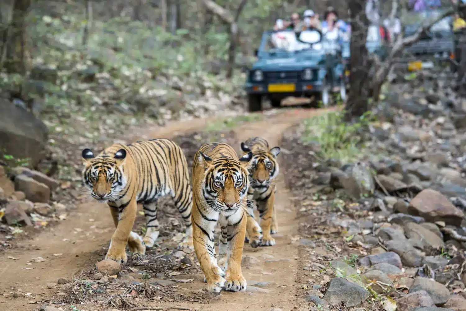 Udaipur to Ranthambore Taxi